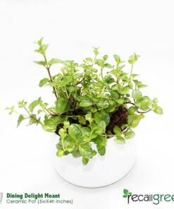 Dining Delight Meant Plant