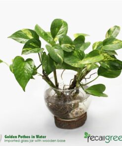 Golden Pothos