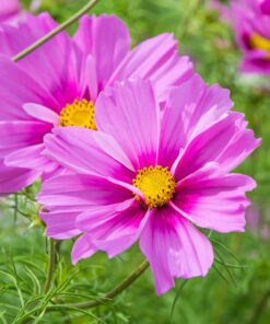 Cosmos flower seeds - Image 3