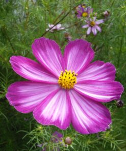 Cosmos flower seeds - Image 8